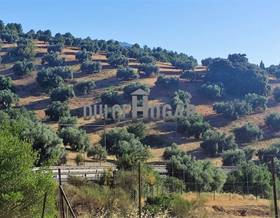 lands for sale in antequera