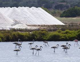 land sale ses salines by 1,275,000 eur